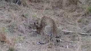 Oh my spots Leopards mating [upl. by Noel]