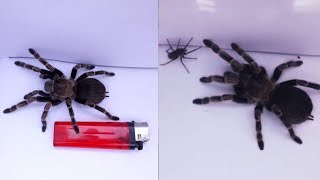 Tarantula Gigante  La Tarántula Goliath Vs Araña violinista  Arañas Increibles [upl. by Briggs]