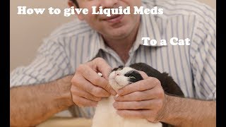 How to give liquid medication to a cat [upl. by Saideman]