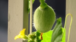 Growing Rockmelon Plant In Singapore [upl. by Jepson]