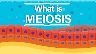 What is Meiosis  Animated Explanation [upl. by Esela877]