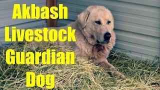 Getting Our Akbash Livestock Guardian Dog [upl. by Kcirdes67]