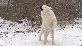 Arctic Wolf Atka Howls in the Snow [upl. by Atimad]