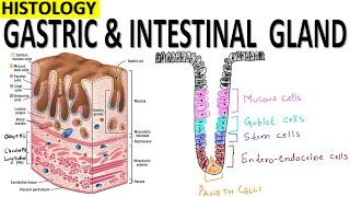 Histology of Gastric and Intestinal Glands [upl. by Kcid714]