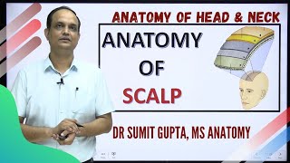 SCALP  ANATOMY [upl. by Assilem]