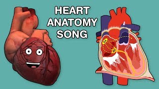 HEART ANATOMY SONG [upl. by Cirilo]