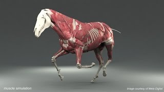 Weta Digital Horse FEM Simulation [upl. by Nile685]