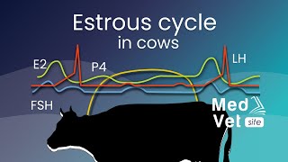 Bovine estrous cycle [upl. by Fox]