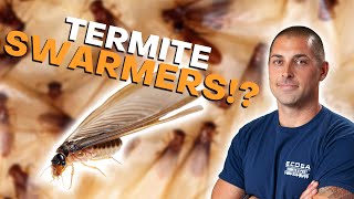 What Are Termite Swarmers [upl. by Riha919]