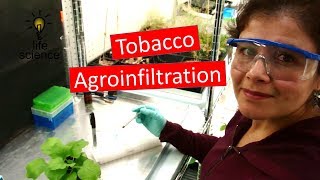 Tobacco Agroinfiltration Transient Transformation [upl. by Ester]