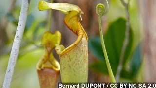 How Carnivorous Pitcher Plants Trap Their Prey [upl. by Susannah182]