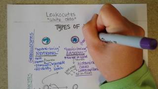 White Blood Cells  Granulocytes amp Lymphocytes  Part 1 [upl. by Niram722]