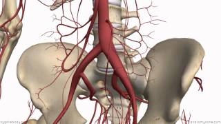 Inferior Mesenteric Artery  Anatomy Tutorial [upl. by Lohner]