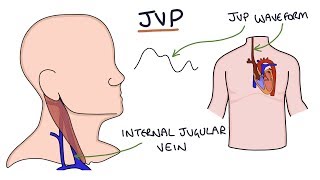 Understanding Jugular Venous Pressure JVP [upl. by Are597]