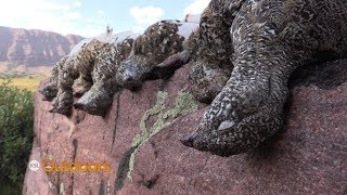 Utah Field Guide WhiteTailed Ptarmigan [upl. by Ydniahs]