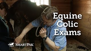 Equine Colic Exams [upl. by Cirri]