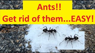 DIY Borax Ant Killer and Its Results [upl. by Lowney]