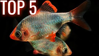 Top 5 Barb Fish for your Aquarium [upl. by Llerdnad]