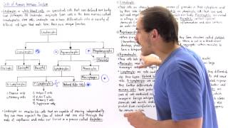 Leukocytes of Immune System [upl. by Anahsat]