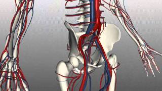 Veins of the body  PART 2  Anatomy Tutorial [upl. by Yrome]