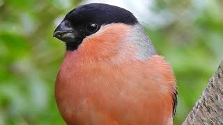 Bullfinch  Bullfinches Male Female and Juvenile [upl. by Tegirb]