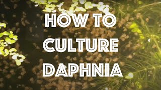 How To Culture Daphnia Magna [upl. by Arik]