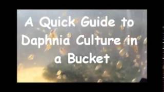 How to culture daphnia outside [upl. by Merritt]