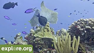 Cayman Reef Cam powered by EXPLOREorg [upl. by Hoag]