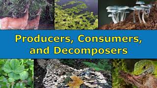 Producers Consumers and Decomposers Overview [upl. by Aleinad]