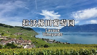 Alex的过期散装Vlog  拉沃梯田葡萄园 Lavaux Vineyards  联合国教科文组织世界遗产 UNESCO World Heritage  瑞士夏天 Summer  葡萄酒文化 [upl. by Druce562]