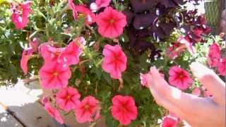 How to Keep your Petunias Looking Full and Flowering [upl. by Ilowell]