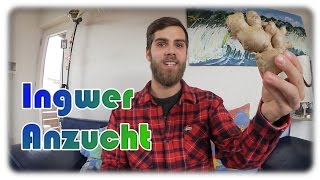 Ingwer erfolgreich anbauen 3  Die beste Anzucht Methode [upl. by Nazario415]