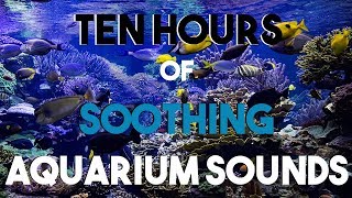 NO ADS Ten Hours of Aquarium Sounds  Soothing Bubbles  Room Ambiance [upl. by Kahn685]