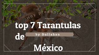 Top 7 Tarántulas de mexico [upl. by Enerak]