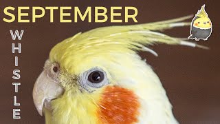 SEPTEMBER with WHISTLE  Bird Whistling Training  Cockatiel Singing Practice [upl. by Trevar]