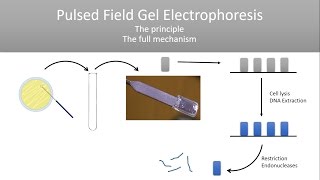 The Principle of Pulsed Field Gel Electrophoresis PFGE [upl. by Scarito]