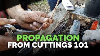 Propagating From Cuttings 101 [upl. by Drus]