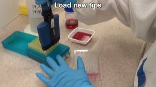 Serial dilutions using a multichannel pipette [upl. by Cattan978]