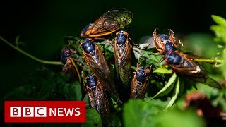 Cicadas What to know about the remarkable and noisy bugs  BBC News [upl. by Smada]