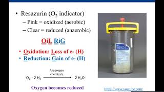 Lab 28 Anaerobic Jar and Thioglycollate Medium [upl. by Norbert]