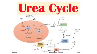 Urea Cycle  Purpose Enzymes amp Regulation [upl. by Tsiuqram]