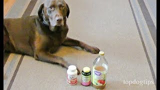 How to Make Dog UTI Home Remedy Budgetfriendly [upl. by Pegeen]