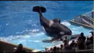 The Believe Show At Seaworld minutes before Dawn Brancheaus death [upl. by Anawik]