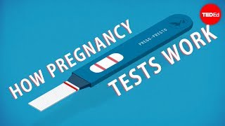 How do pregnancy tests work  Tien Nguyen [upl. by Ttegdirb]