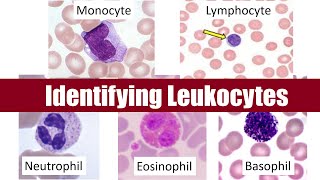 Identifying Leukocytes [upl. by Nit]