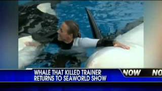 The Story of TILIKUM the SeaWorld Orca [upl. by Haimehen]