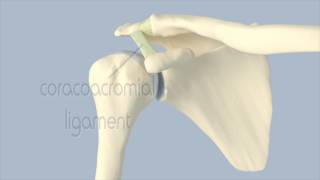 Acromioclavicular Joint Anatomy [upl. by Carce]