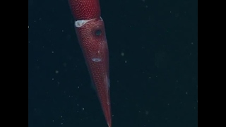 Deep sea squid has one big eye and one little eye [upl. by Kleinstein]