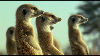 Kalahari Desert Meerkats  Wild Africa  BBC Earth [upl. by Nnagem702]