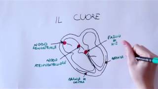 External defibrillation DC Shock [upl. by Ellehcear]